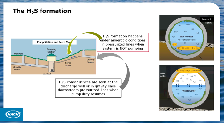 The H2S Formation